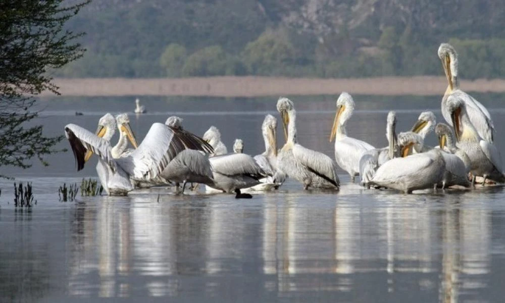 Σε ύφεση η γρίπη των πτηνών στην άγρια ορνιθοπανίδα της Πρέσπας